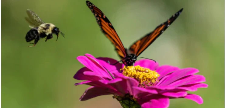 Bee and butterfly on a flower symbolizing pest-free outdoor spaces with MosquitoNix franchise.